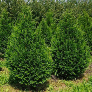 Tuja Can Can żywotnik olbrzymi Thuja plicata 2