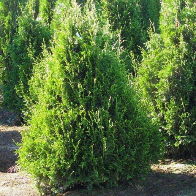 Tuja Can Can żywotnik olbrzymi Thuja plicata