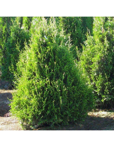 Tuja Can Can żywotnik olbrzymi Thuja plicata