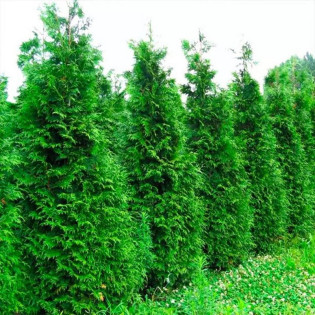 żywotnik olbrzymi Gelderland tuja Thuja plicata 2