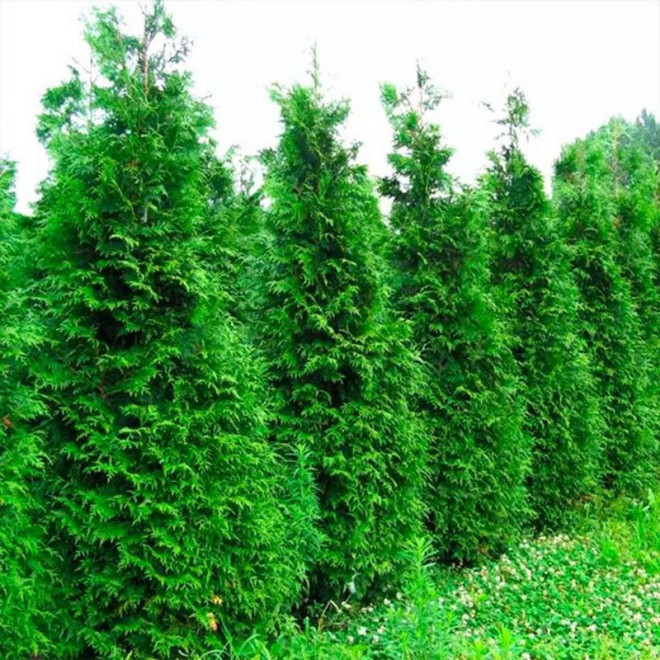 Tuja Gelderland żywotnik olbrzymi Thuja plicata