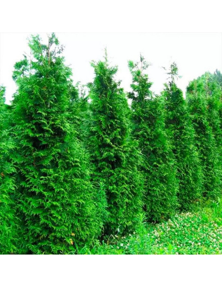 Tuja Gelderland żywotnik olbrzymi Thuja plicata