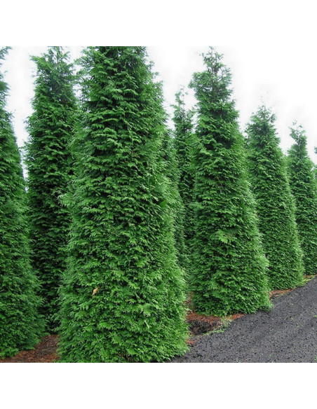 żywotnik olbrzymi Gelderland tuja Thuja plicata