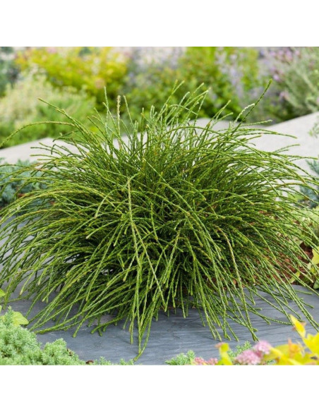 Tuja Whipcord Thuja plicata żywotnik olbrzymi