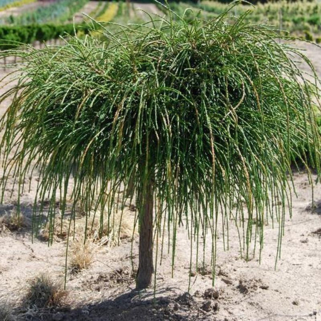 żywotnik olbrzymi Tuja Whipcord Thuja plicata żywotnik olbrzymi Tuja Whipcord Thuja plicata