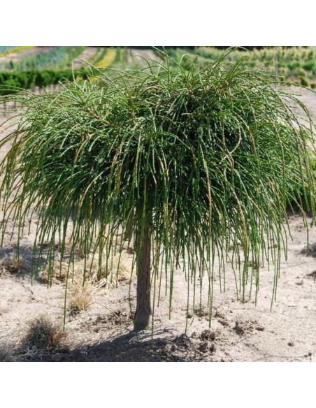 żywotnik olbrzymi Tuja Whipcord Thuja plicata