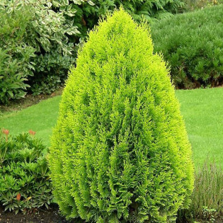 Tuja Aurea Nana Thuja orientalis