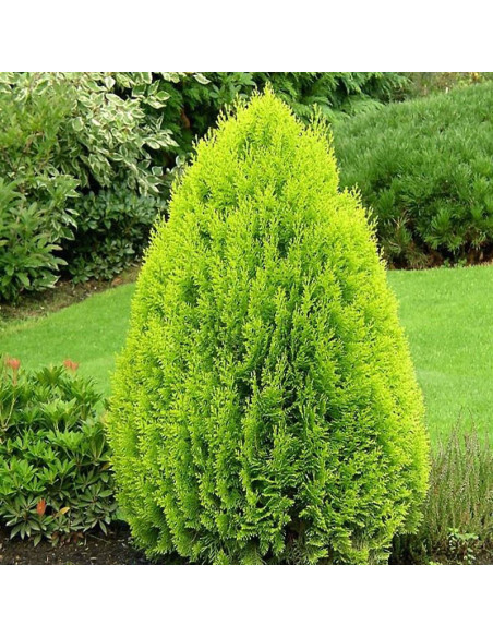 Tuja Aurea Nana Thuja orientalis