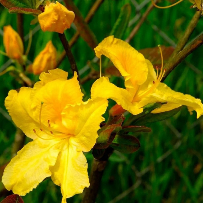 Azalia wielkokwiatowa Limetta Rhododendron (Knaphill-Exbury) - Florela