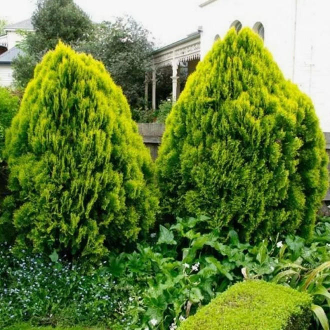 Aurea Nana Tuja Thuja orientalis Aurea Nana Tuja Thuja orientalis