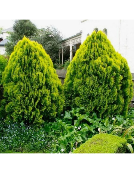 Aurea Nana Tuja Thuja orientalis