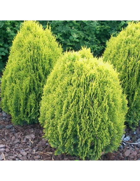 Żywotnik wschodni Aurea Nana Platycladus orientalis