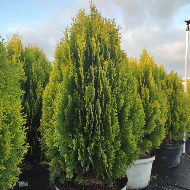 Aurea Nana Żywotnik wschodni Platycladus orientalis Aurea Nana Żywotnik wschodni Platycladus orientalis