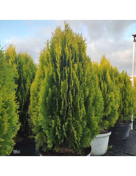 Aurea Nana Żywotnik wschodni Platycladus orientalis