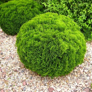 Tuja kulista Danica Thuja occidentalis