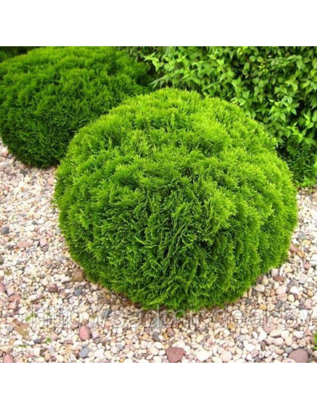 Tuja kulista Danica Thuja occidentalis