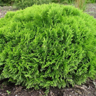 Tuja kulista Danica Thuja occidentalis 2