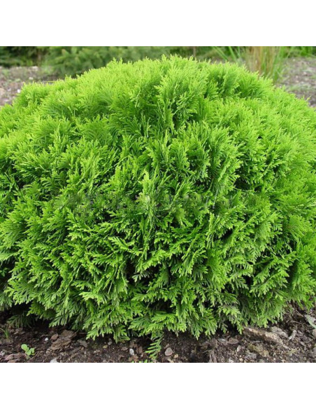 Danica Tuja kulista Thuja occidentalis