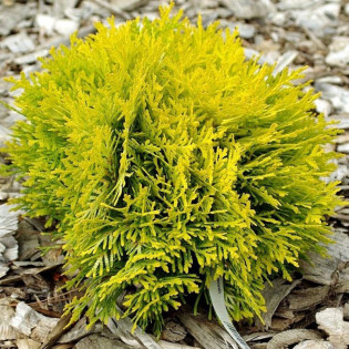 Tuja Amber Glow Thuja occidentalis