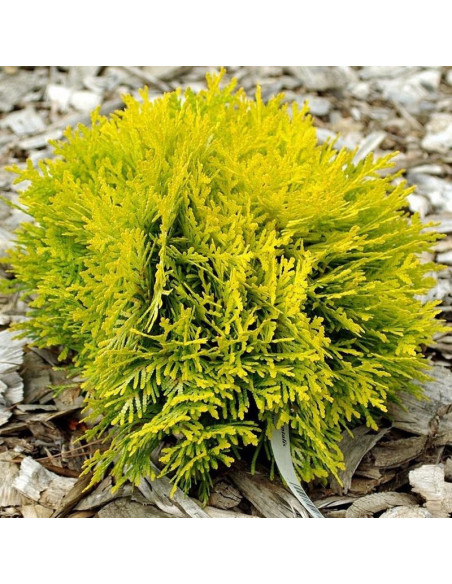 Tuja Amber Glow Thuja occidentalis