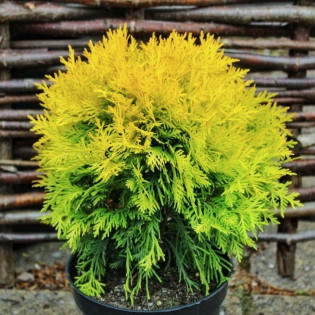 Tuja Amber Glow Thuja occidentalis 2