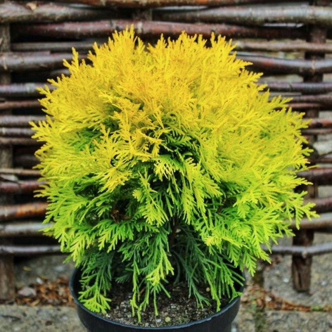 Amber Glow Tuja Thuja occidentalis Amber Glow Tuja Thuja occidentalis