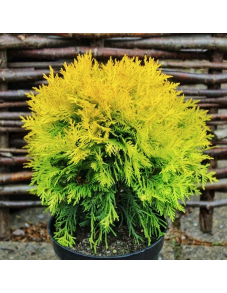 Amber Glow Tuja Thuja occidentalis