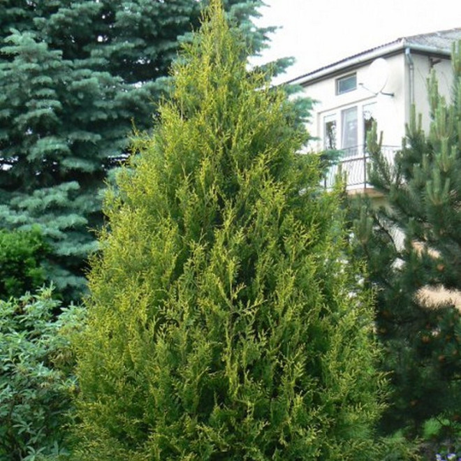 Tuja Aureospicata Thuja occidentalis - Szkółka Florela