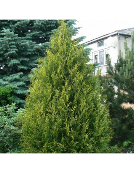 Tuja Aureospicata Thuja occidentalis - Szkółka Florela
