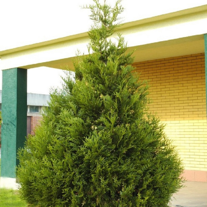 Tuja Aureospicata Thuja occidentalis - Szkółka Florela