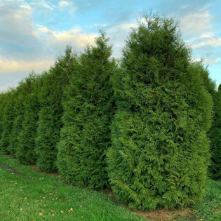 Tuja Brabant Thuja occidentalis
