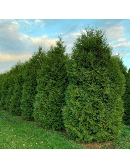 Tuja Brabant Thuja occidentalis