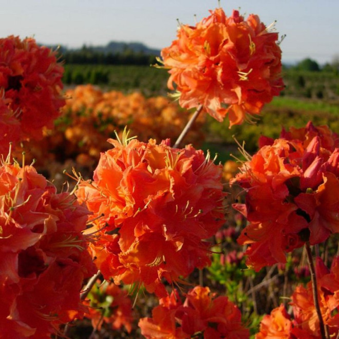 Mandarin Lights Azalia wielkokwiatowa Rhododendron