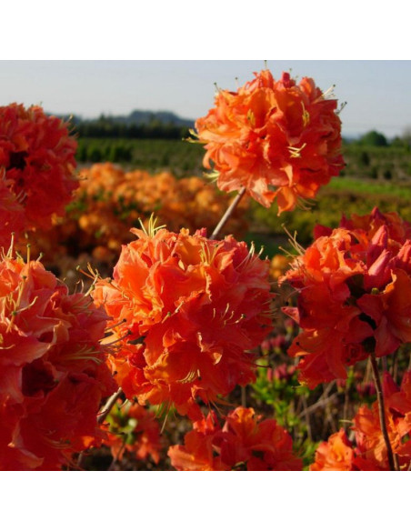 Mandarin Lights Azalia wielkokwiatowa Rhododendron
