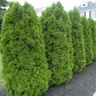 Tuja Brabant Thuja occidentalis 2