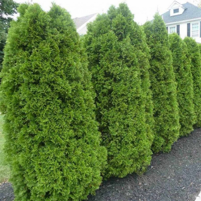 Brabant Tuja Thuja occidentalis