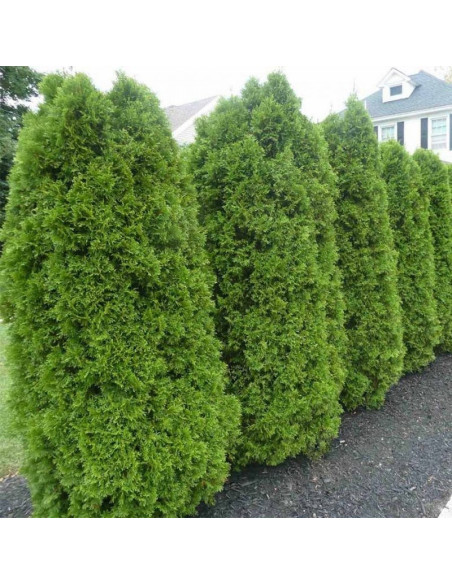 Brabant Tuja Thuja occidentalis