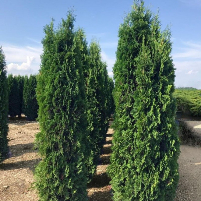 Columna Tuja Thuja occidentalis