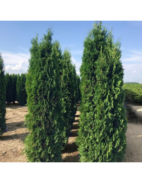 Columna Tuja Thuja occidentalis