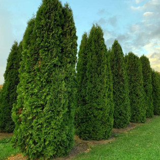 Columna Tuja Thuja occidentalis 2