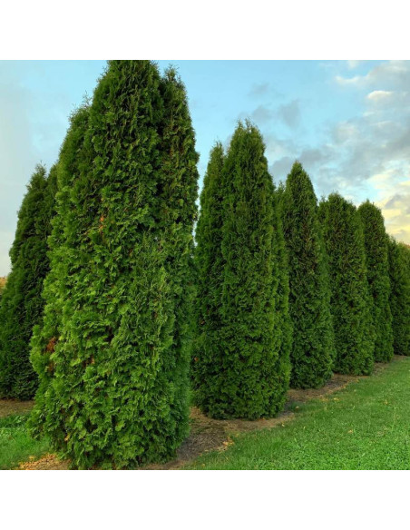 Tuja Columna Thuja occidentalis