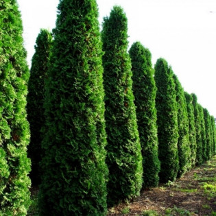 Fastigiata Tuja Thuja occidentalis 2