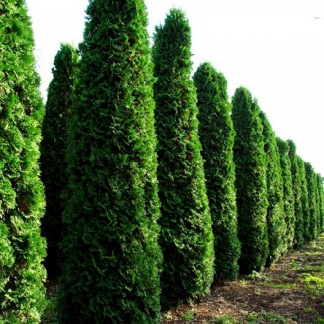 Tuja Fastigiata Thuja occidentalis Tuja Fastigiata Thuja occidentalis