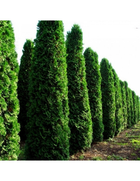 Tuja Fastigiata Thuja occidentalis