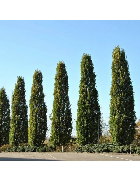 Fastigiata Tuja Thuja occidentalis