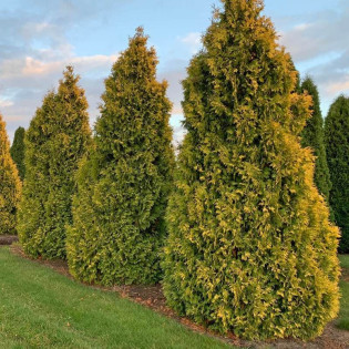 Golden Brabant Tuja Thuja occidentalis 2