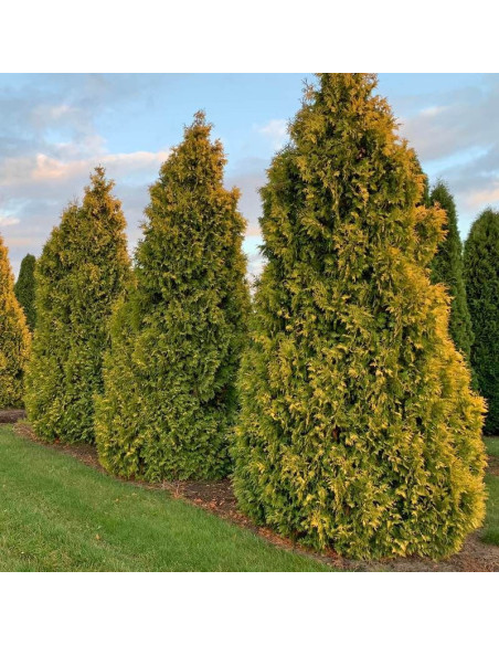 Tuja Golden Brabant Thuja occidentalis