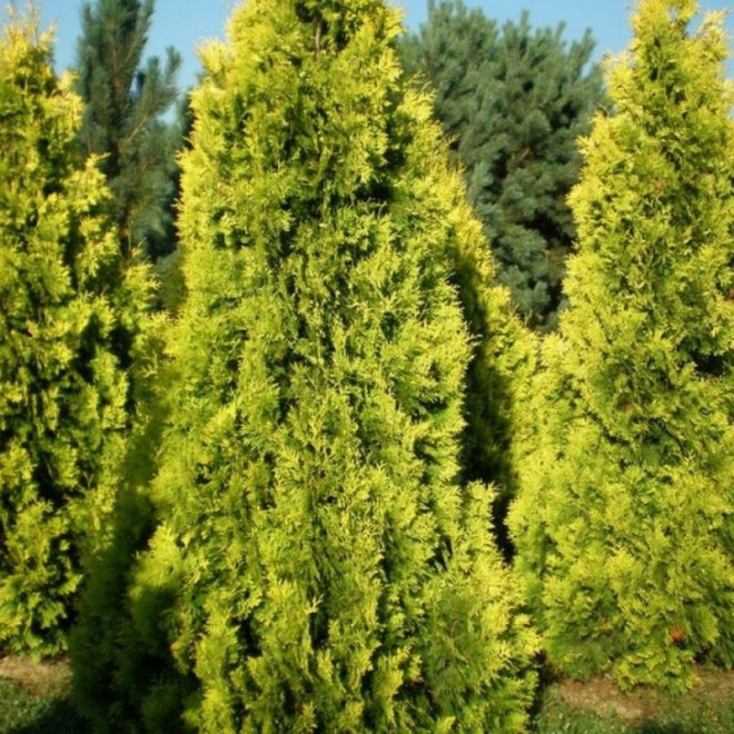 Golden Brabant Tuja Thuja occidentalis