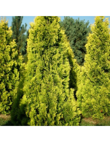 Golden Brabant Tuja Thuja occidentalis