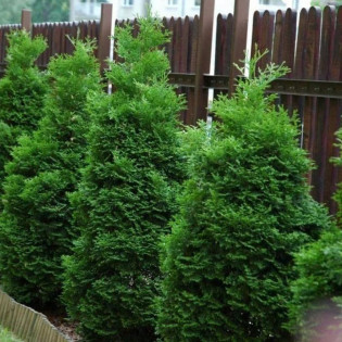 Holmstrup Tuja Thuja occidentalis 2